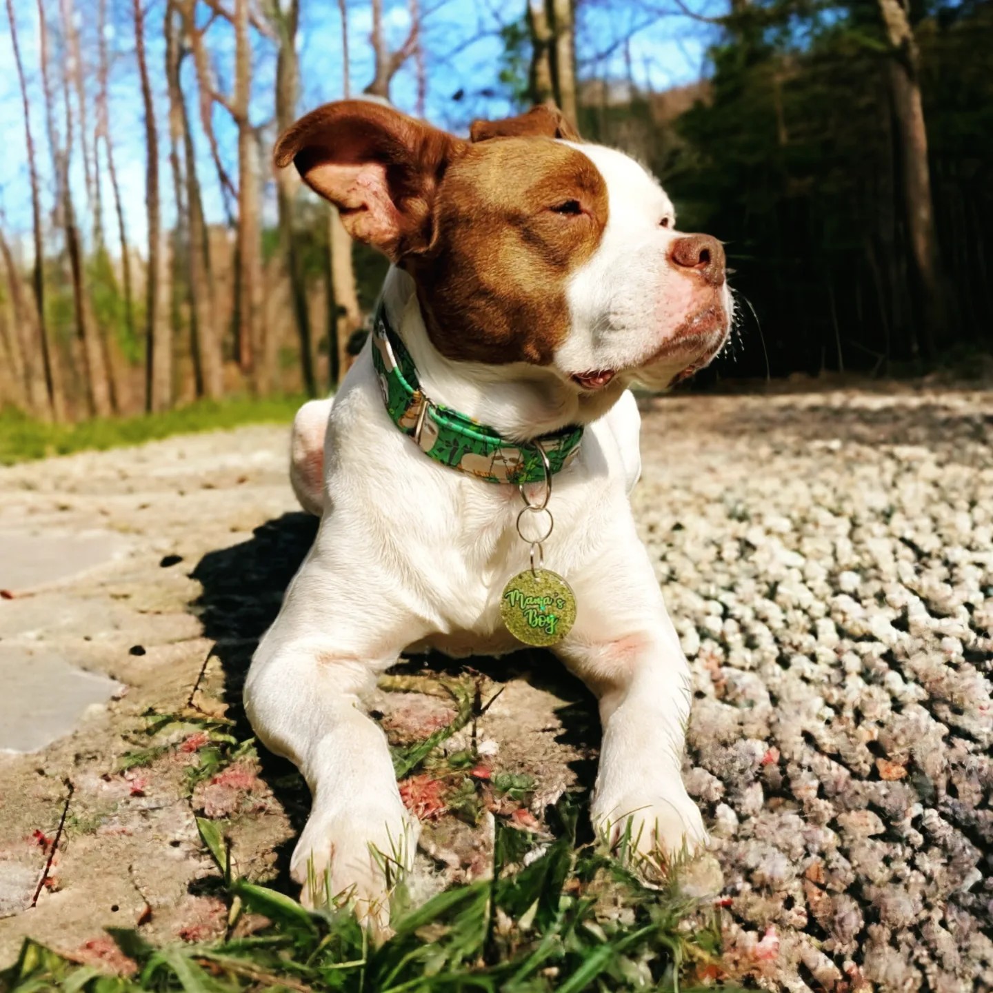 beautiful dog in sun