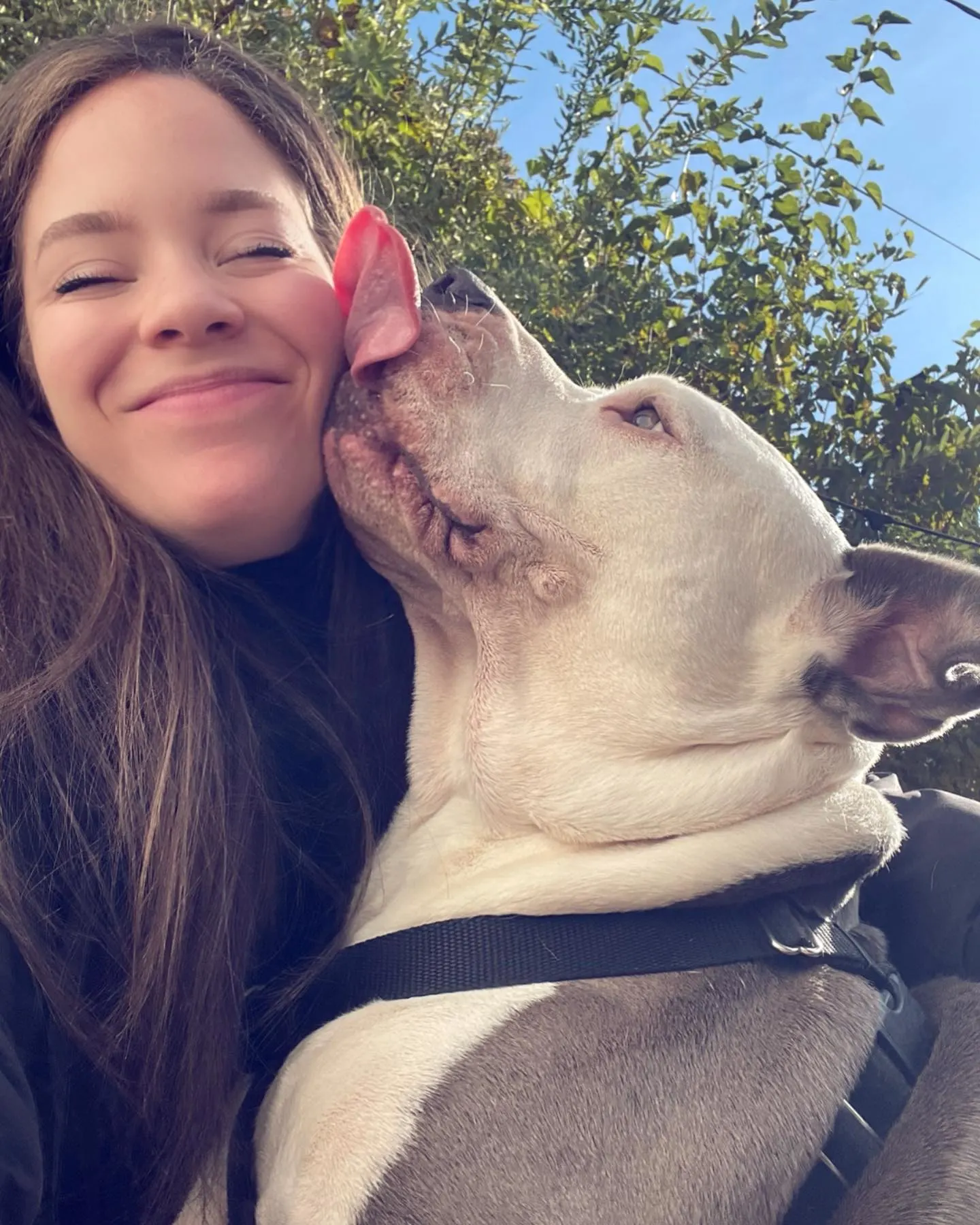 big dog licking smiling young woman
