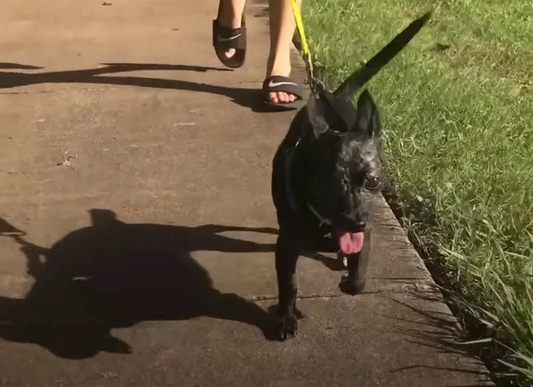 black puppy walking with its owner