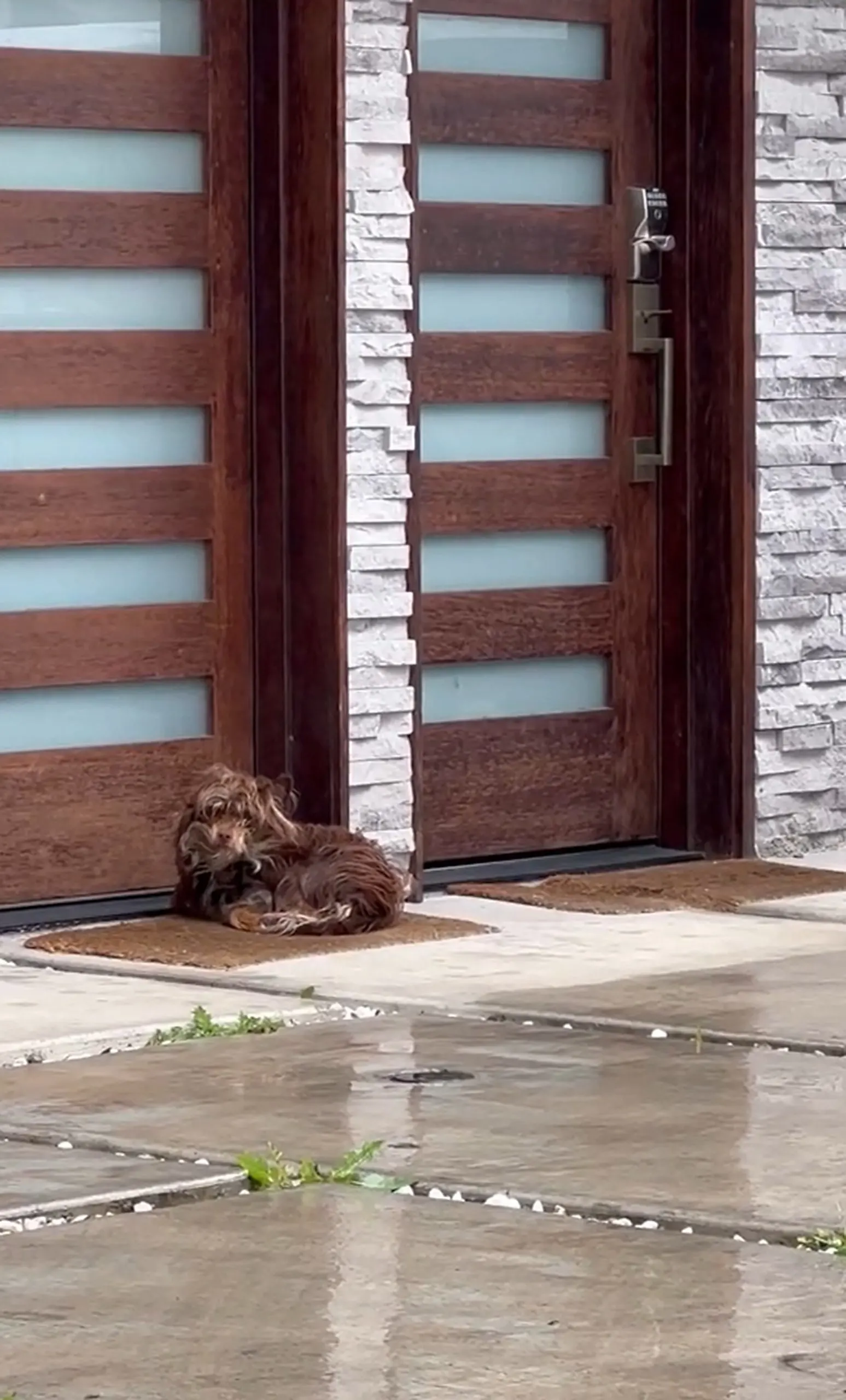 brown dog sitting in front of the door