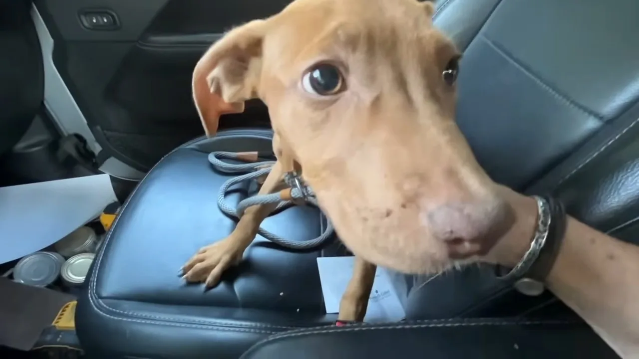 perro marrón sentado en el asiento delantero del auto