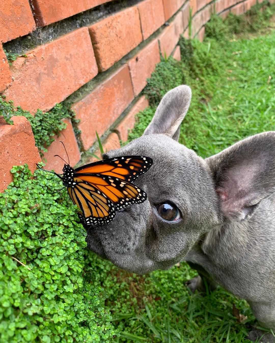 butterfly on a dogs face