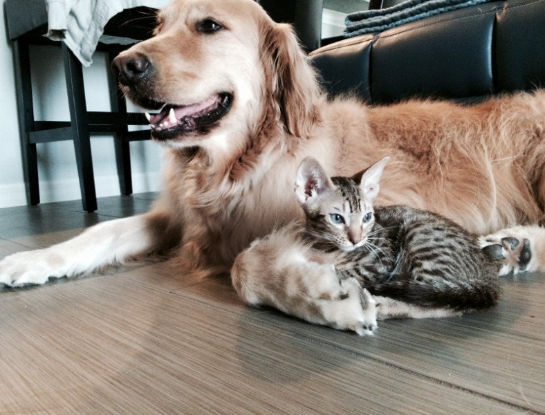 cat and golden retriever lying