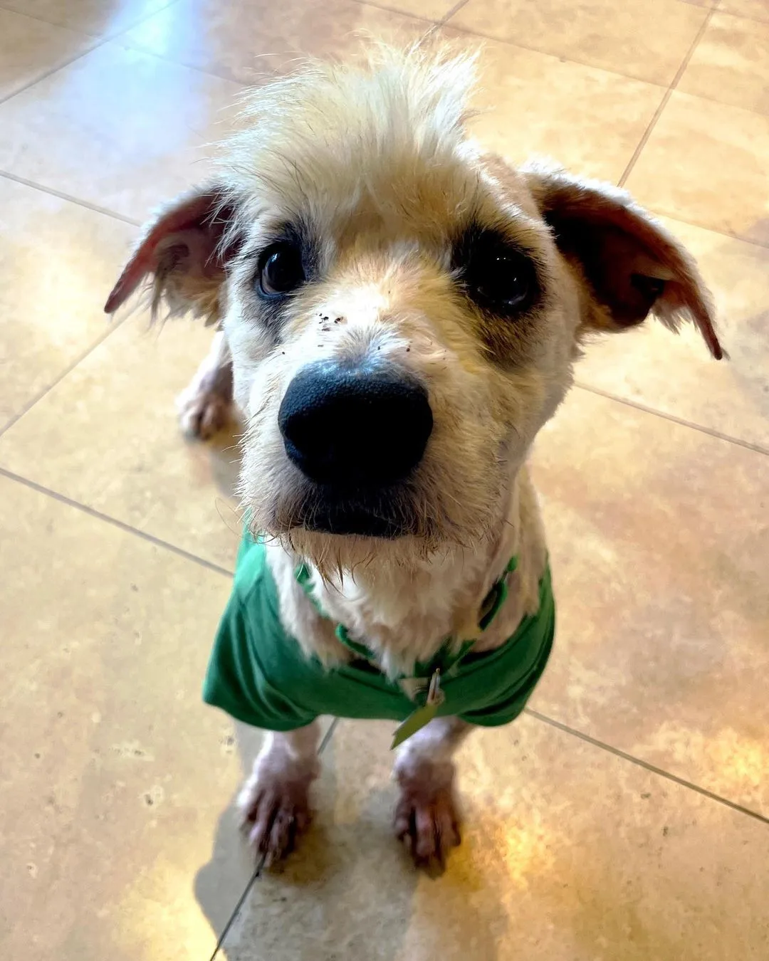 foto de primer plano de un perro con camisa verde