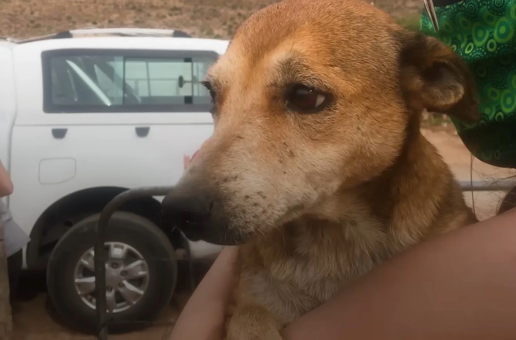foto de primer plano del perro acosado