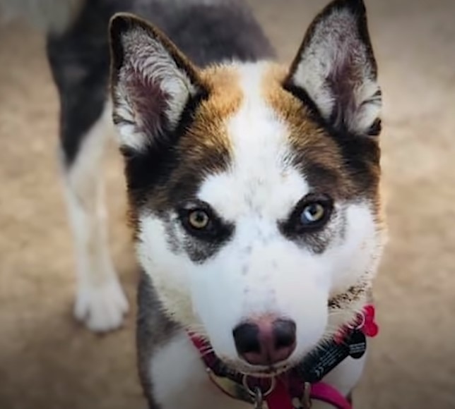 close up photo of the husky dog