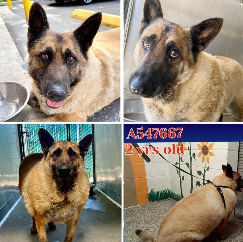 collage picture of a rescued stray dog