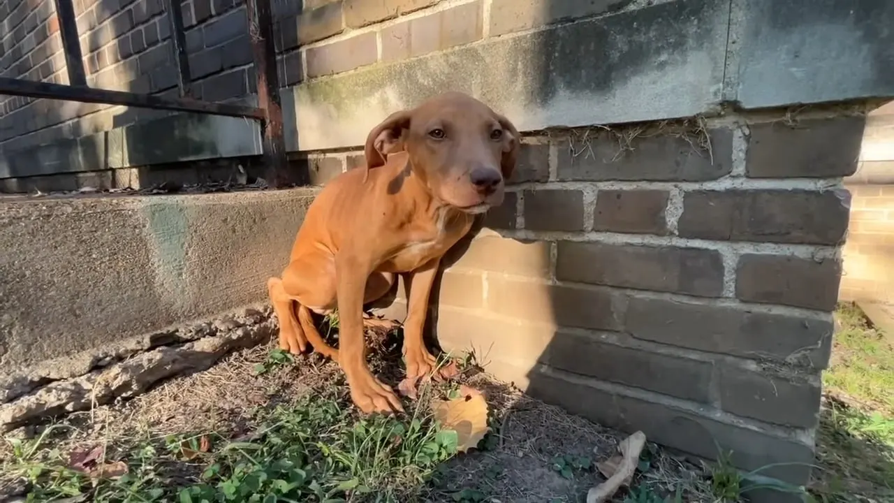 cute brown dog near house