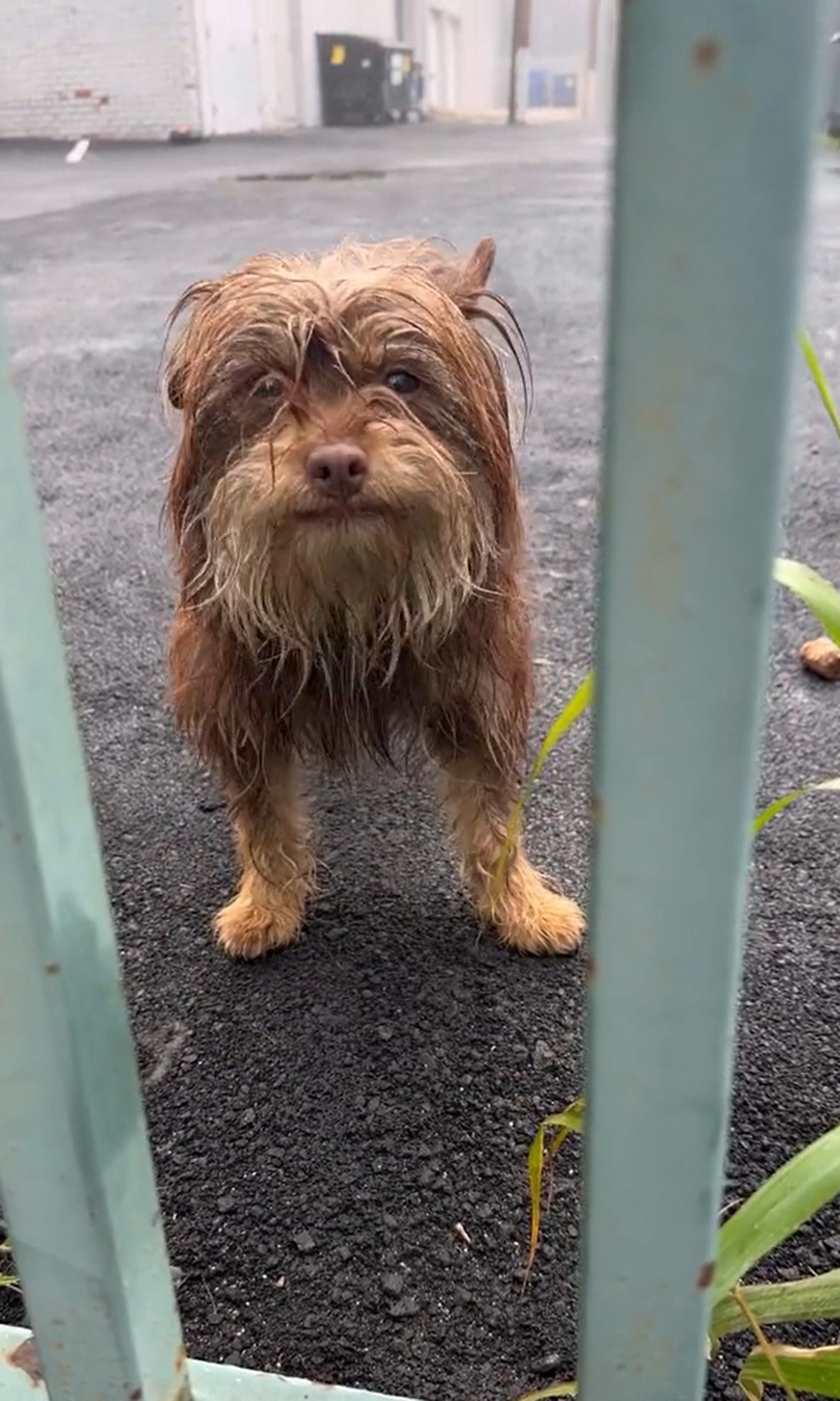 cute brown dog with long fur