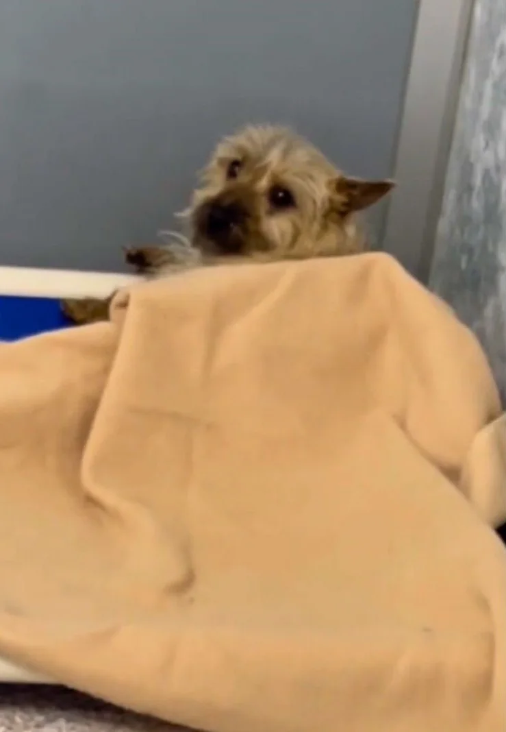 cute dog covered with a brown blanket