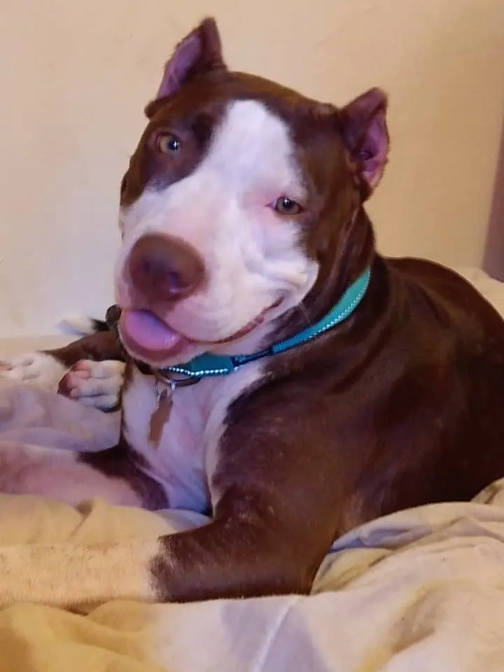 cute dog laying in the house