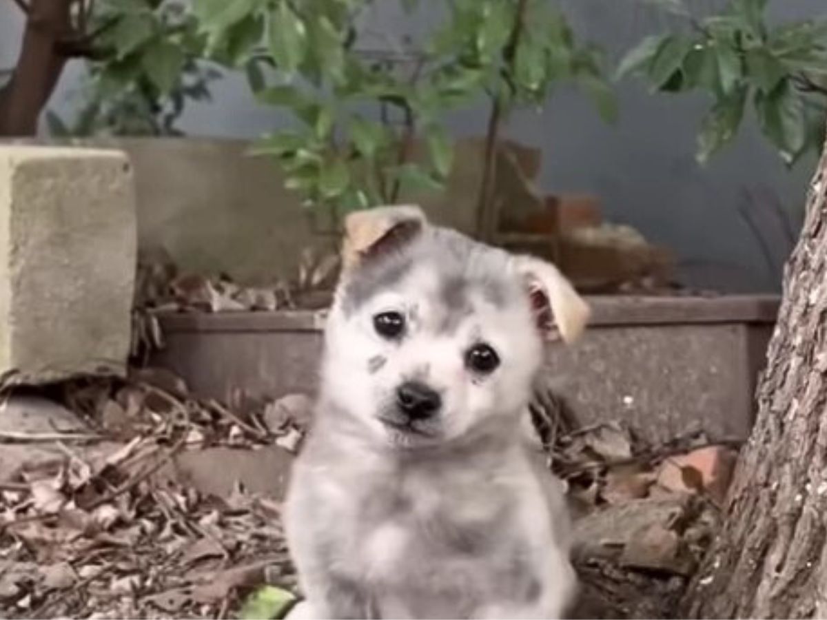 cute gray puppy