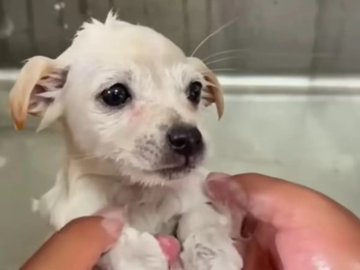 cute puppy bathing