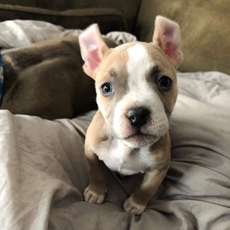 cute puppy sitting on a bed