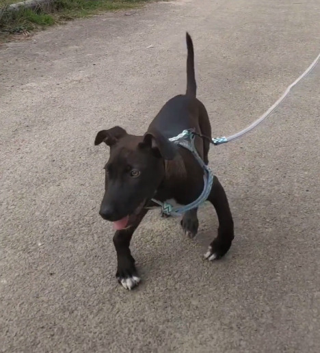 disabled puppy walking on a leash