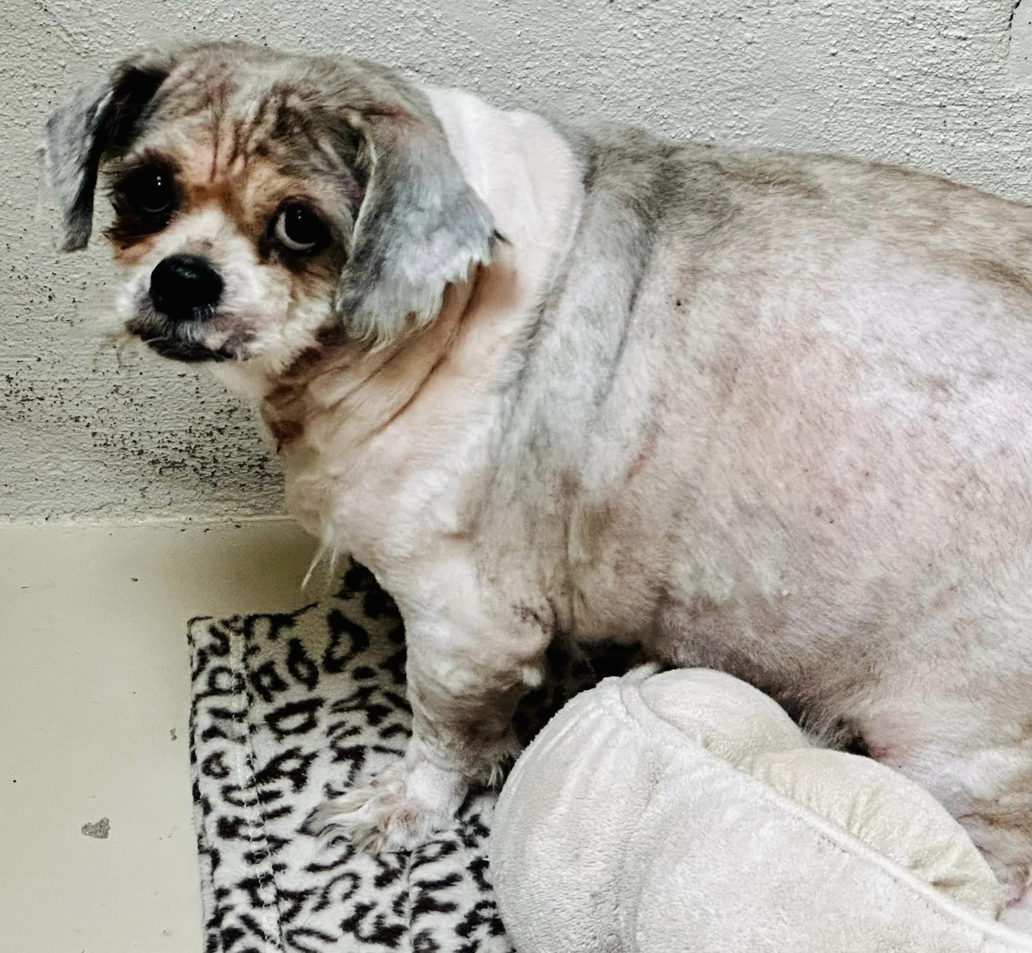 dog after haircut