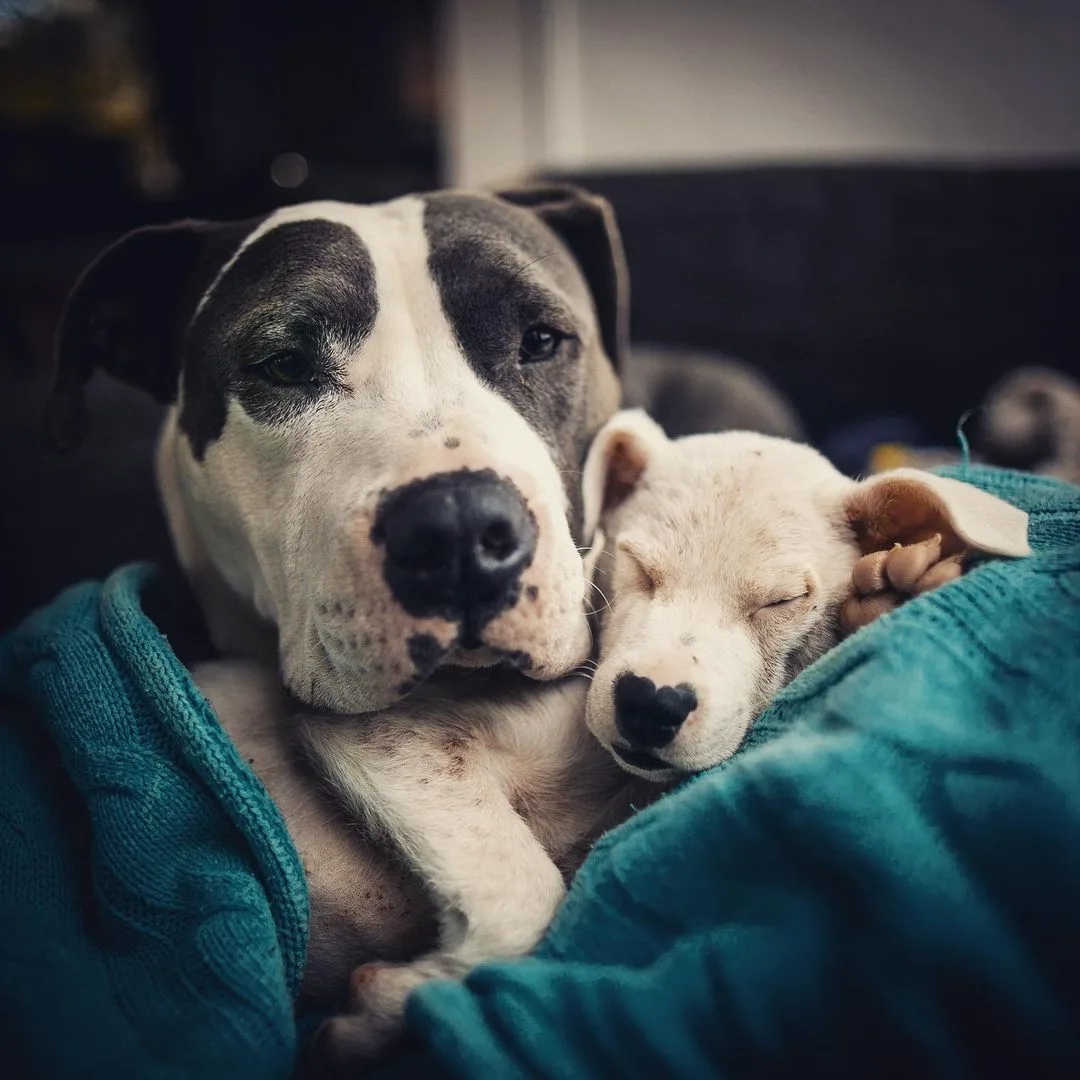 dog and its puppy
