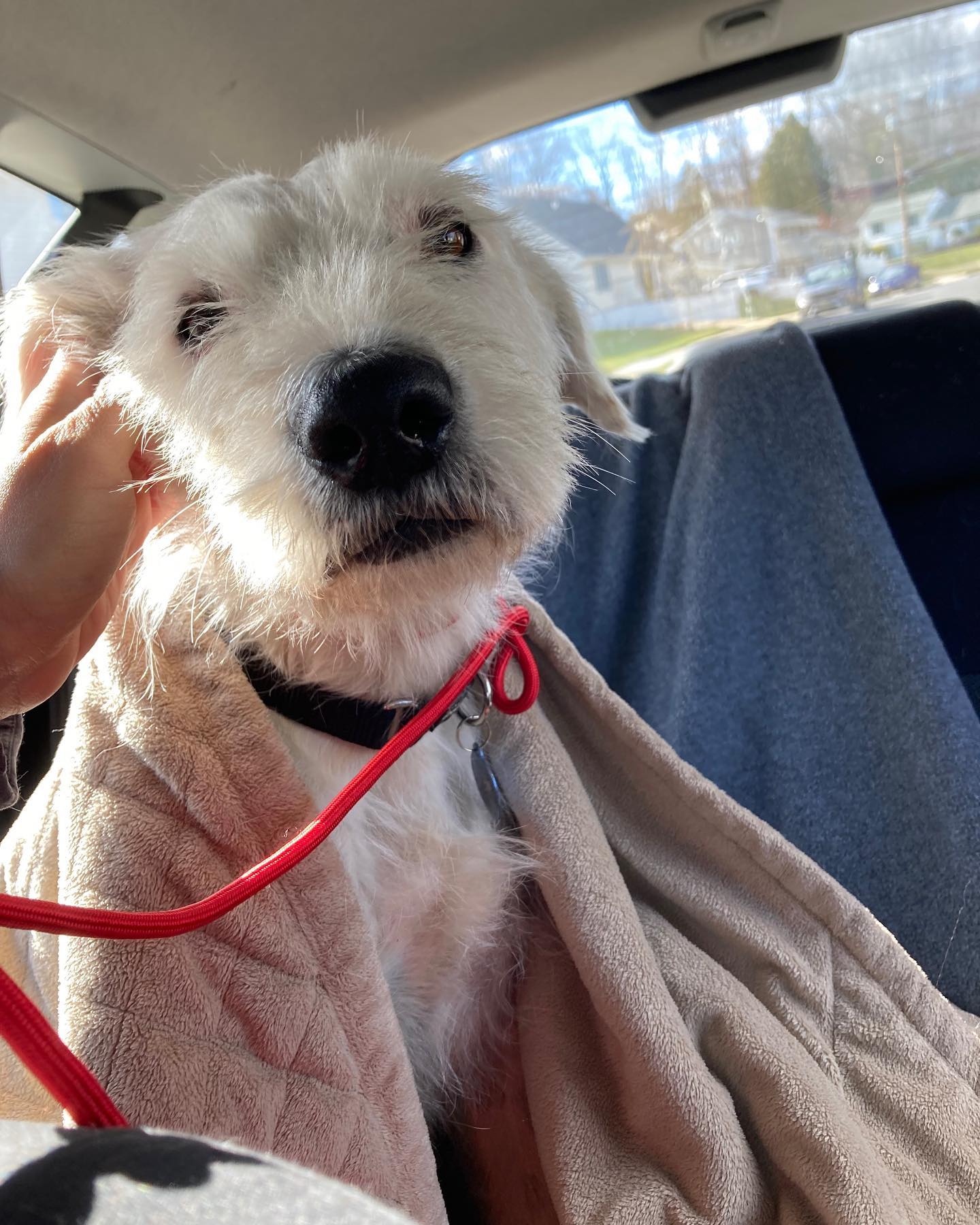 dog covered with a blanket in a car