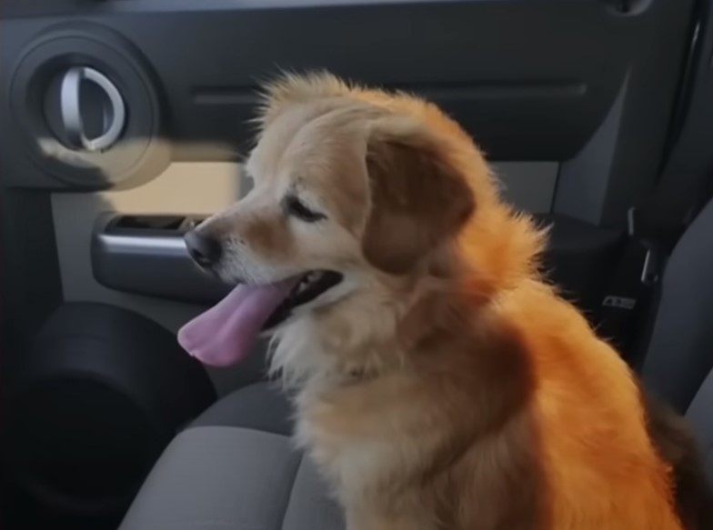 dog driving on car seat