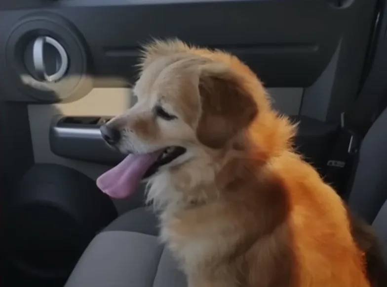 dog driving on car seat