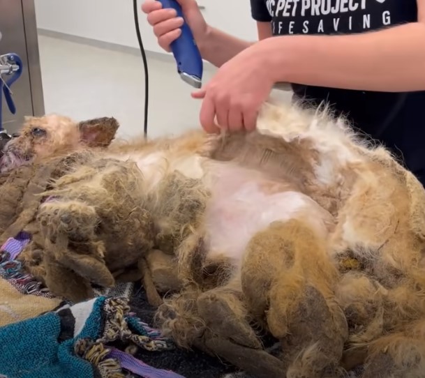 dog getting a haircut
