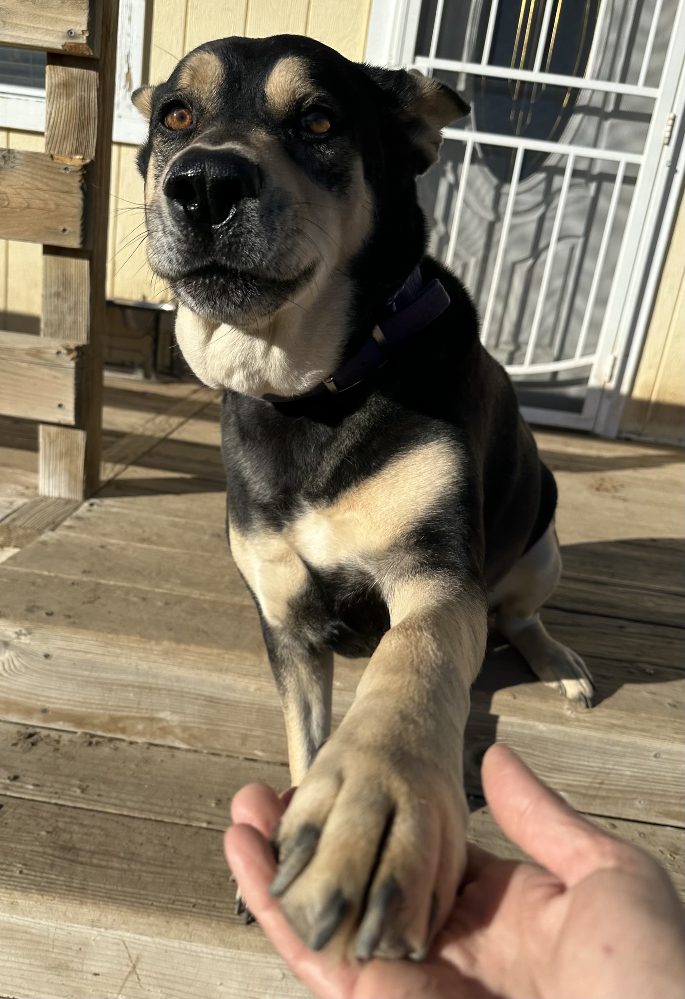dog giving his paw to the owner