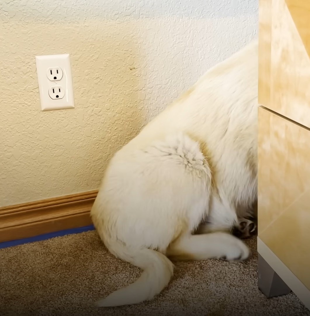 white dog hiding behind a desk