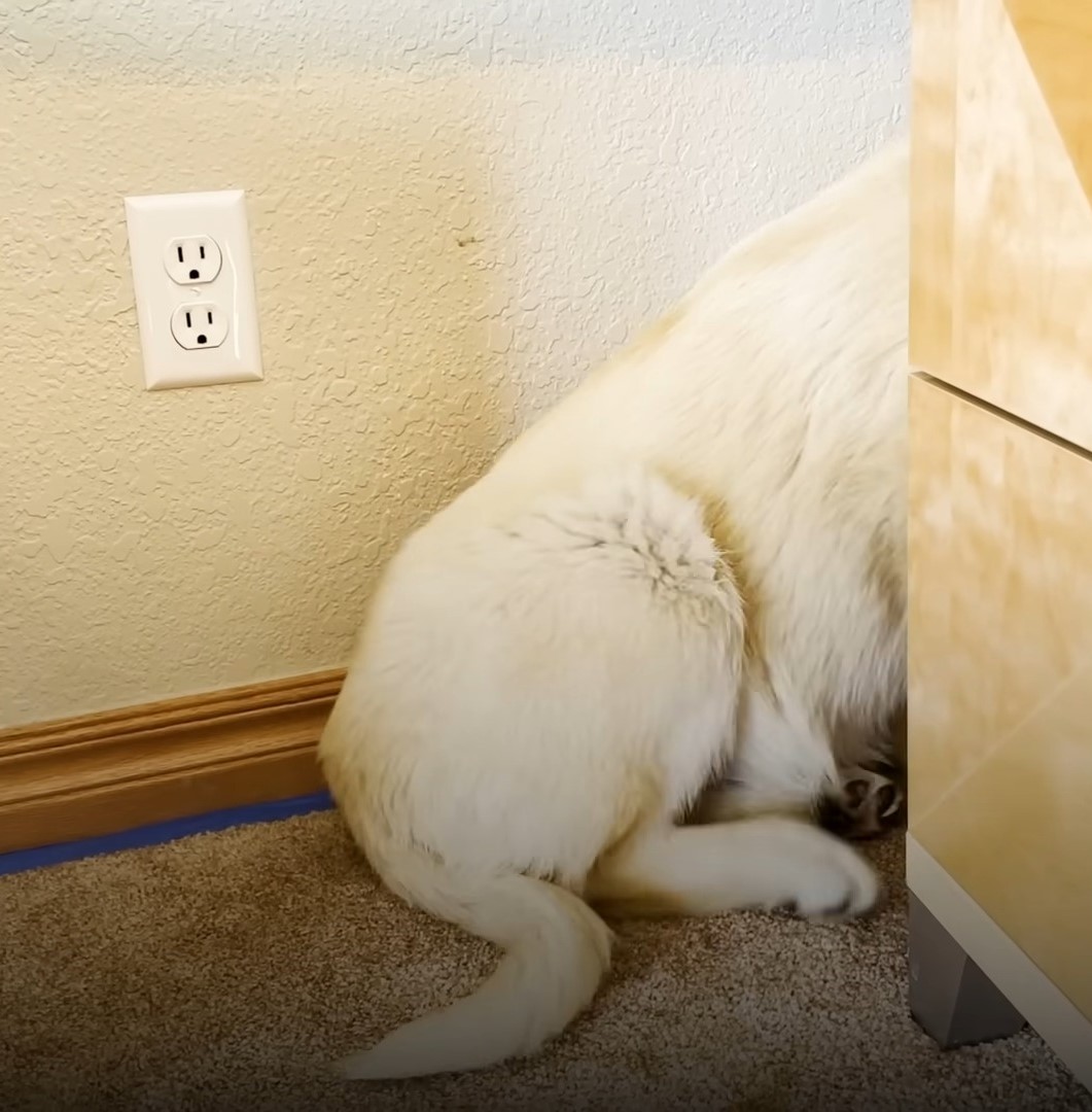 white dog hiding behind a desk