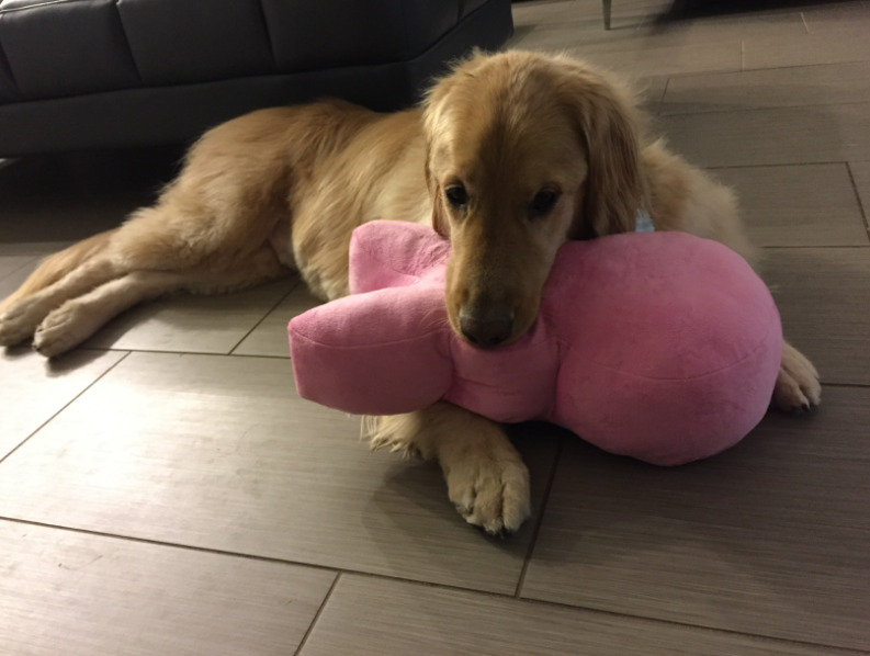 dog holding a pink toy in his mouth
