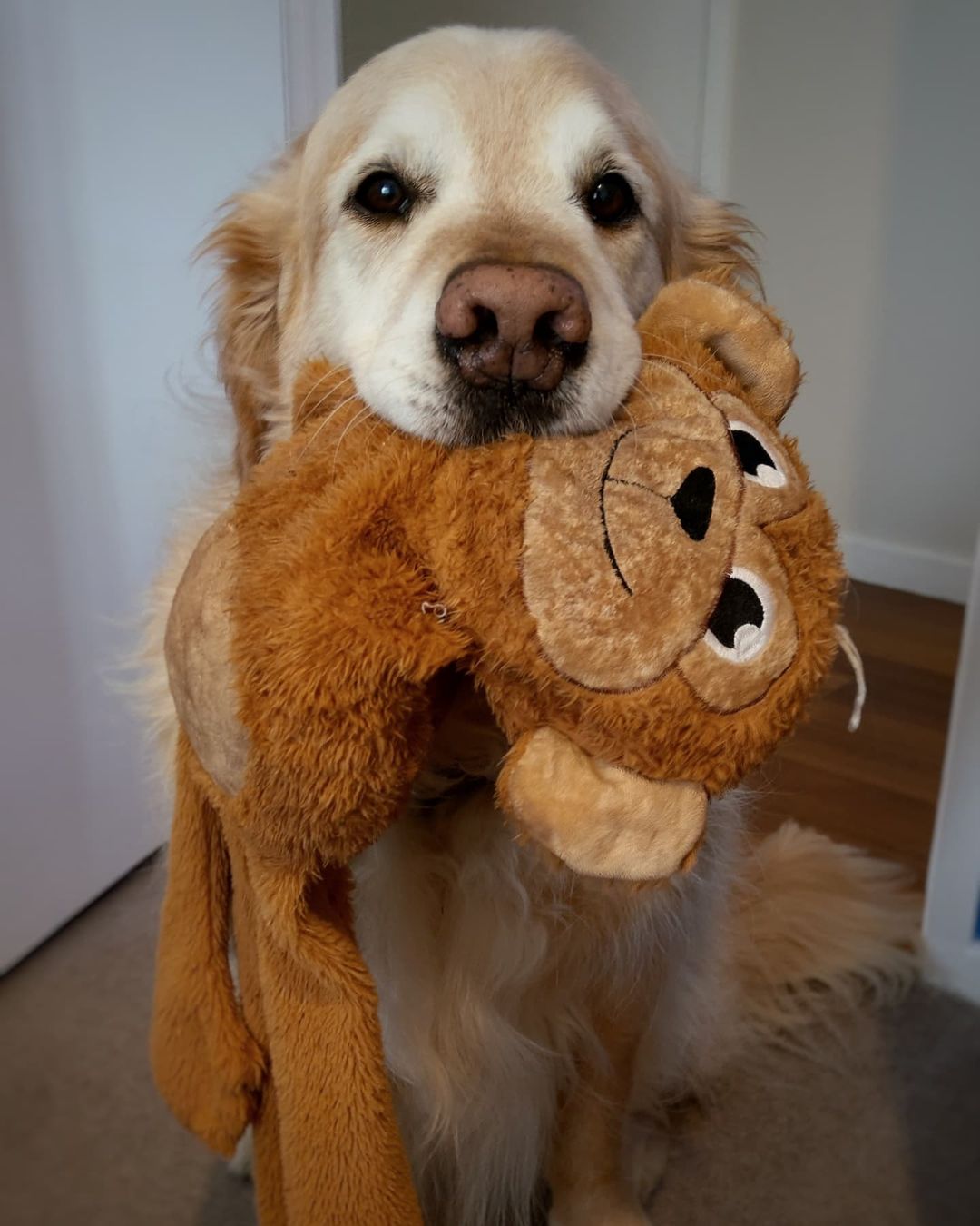 dog holding teddy bear