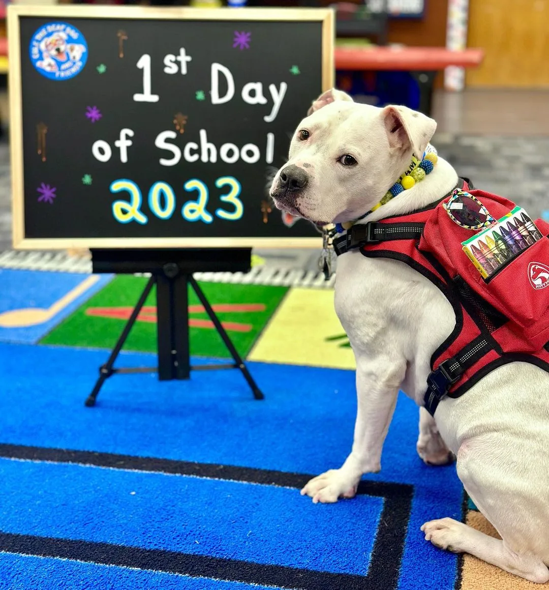 dog in a dog school