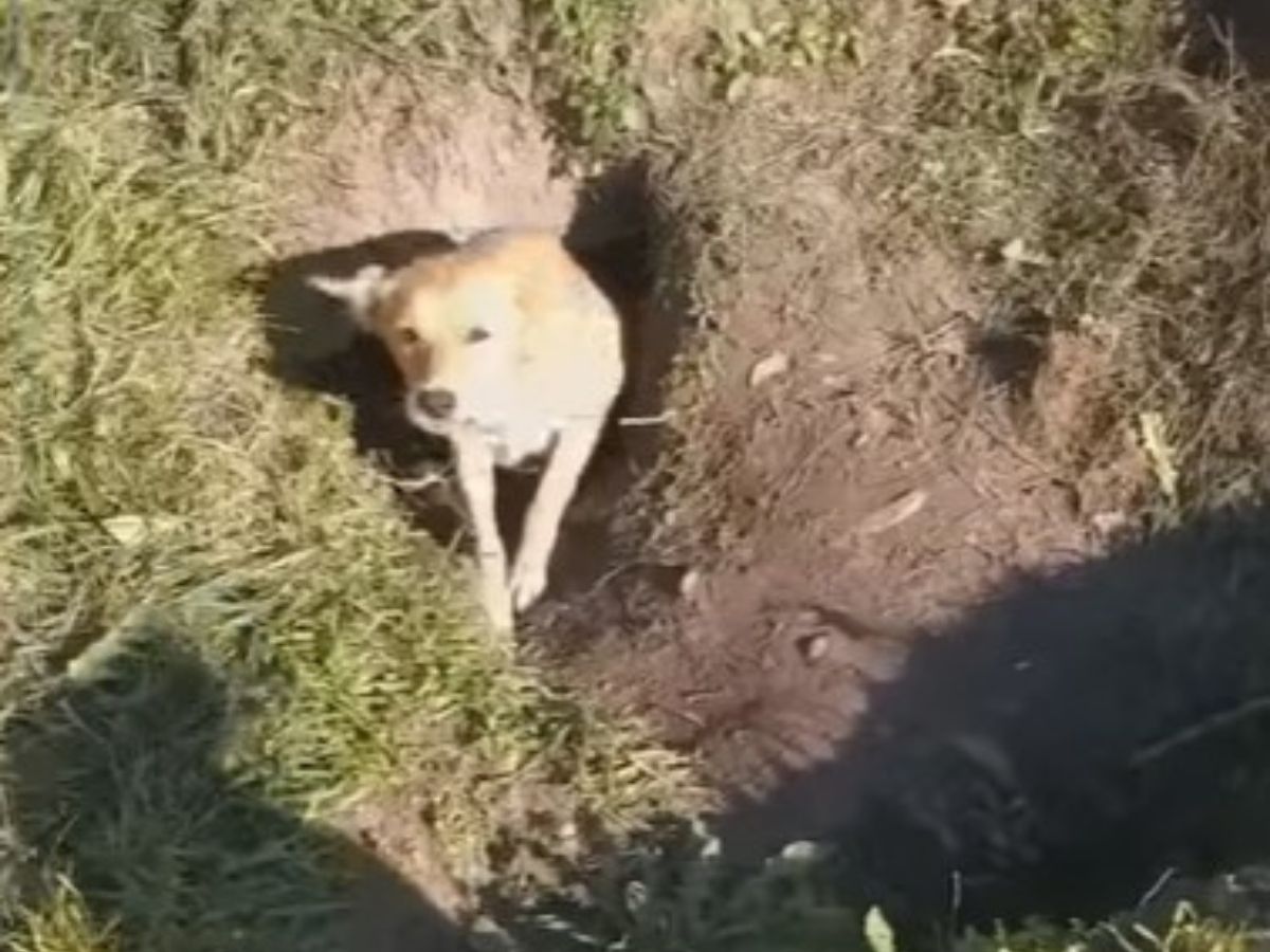dog in a hole in ground