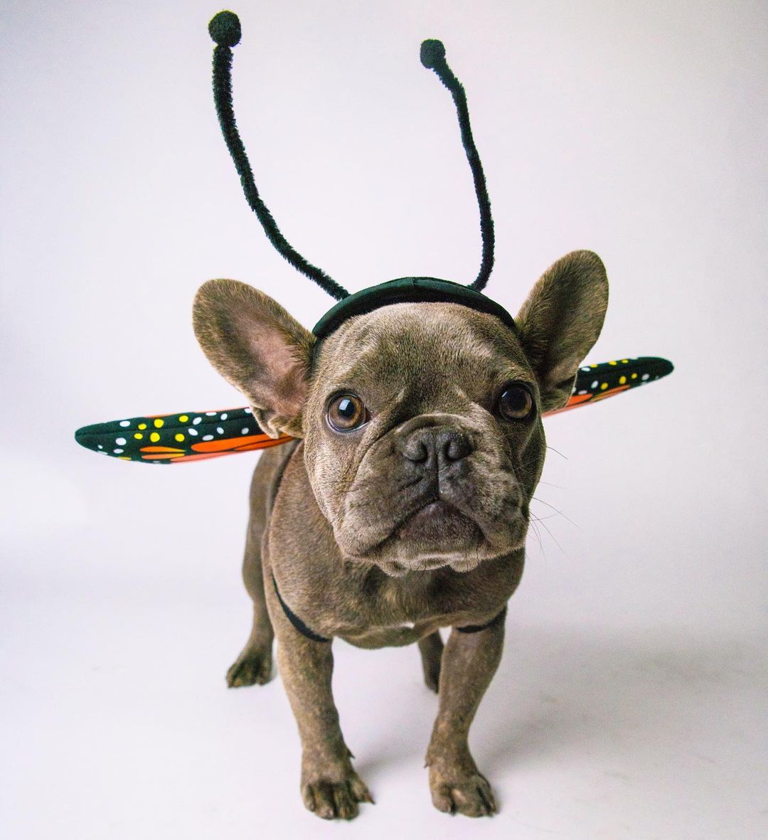 dog in cosplay of the butterfly