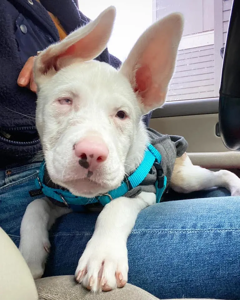 perro en el regazo de la mujer