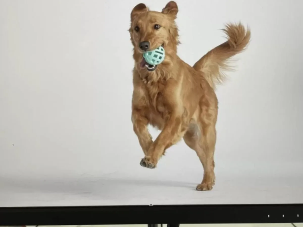 dog jumping with a ball in its mouth