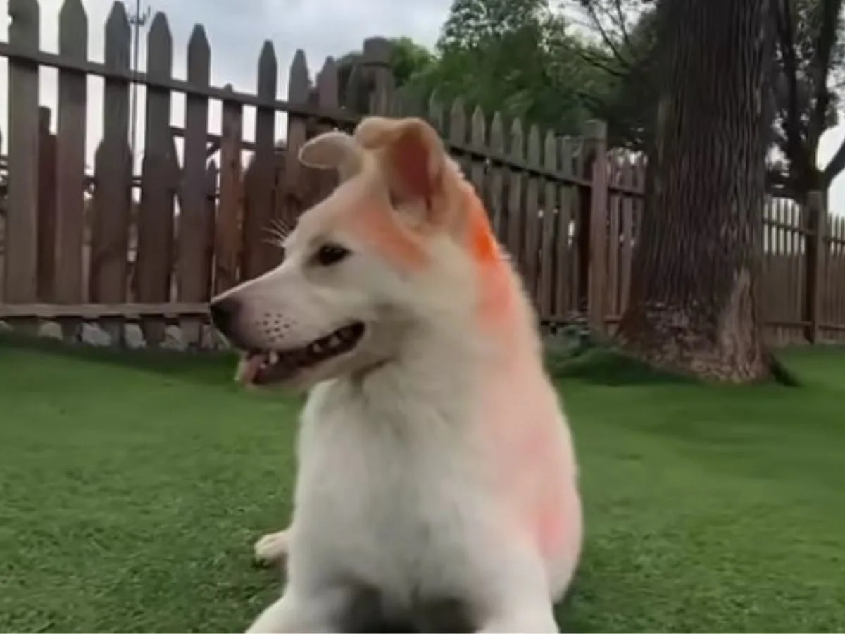 dog laying in garden