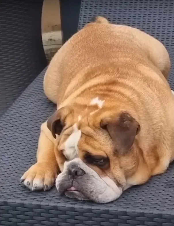 perro acostado en una silla