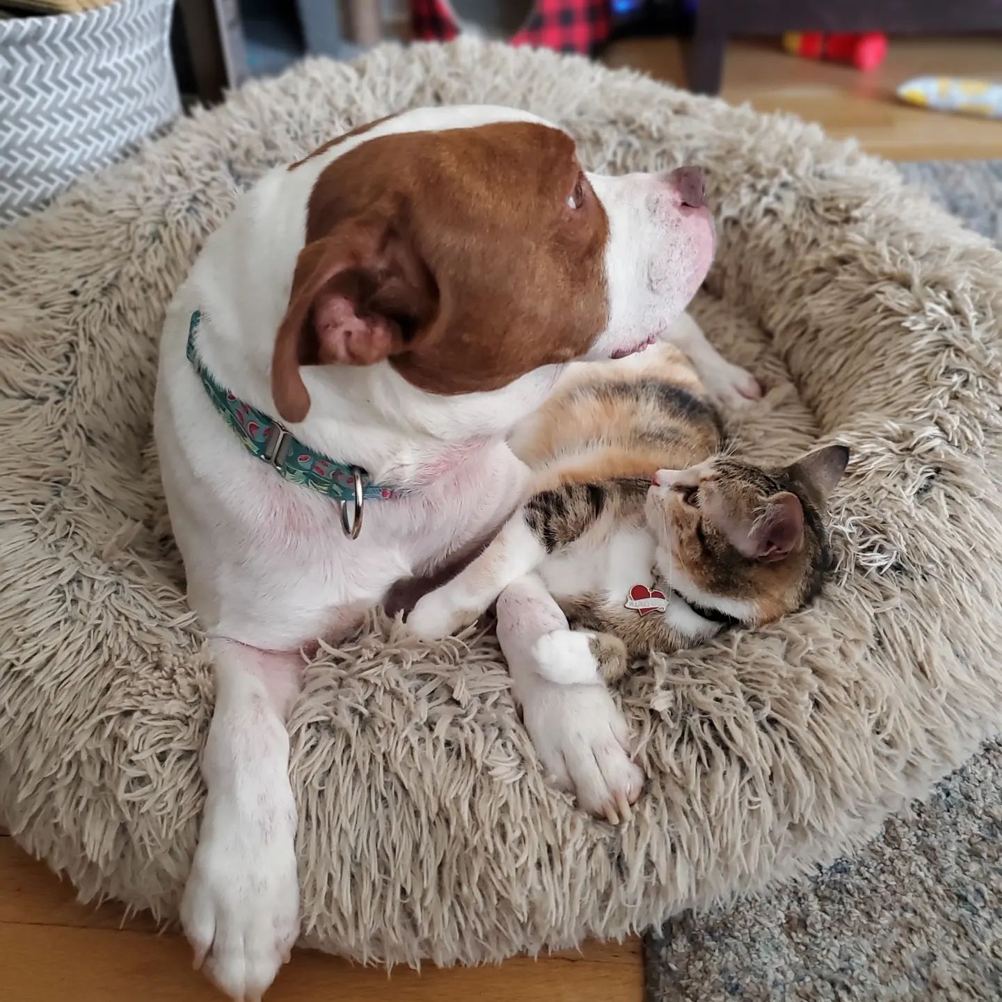dog laying with cat