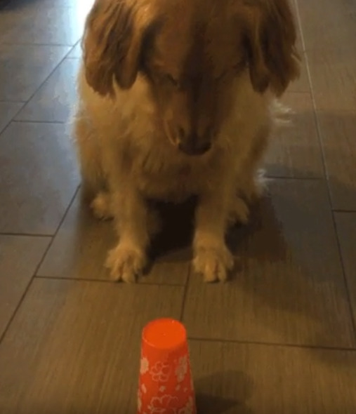 dog looking at an orange cup