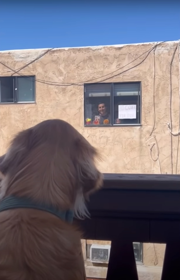 dog looking at neighbor through window