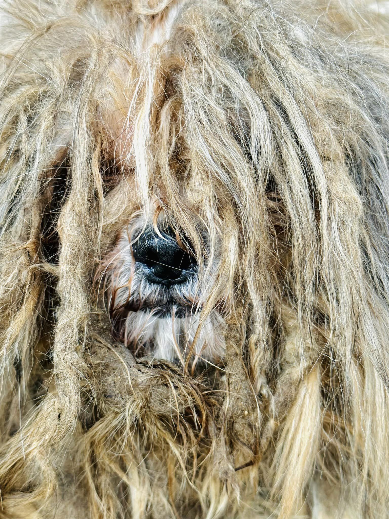 dog looks like a lion