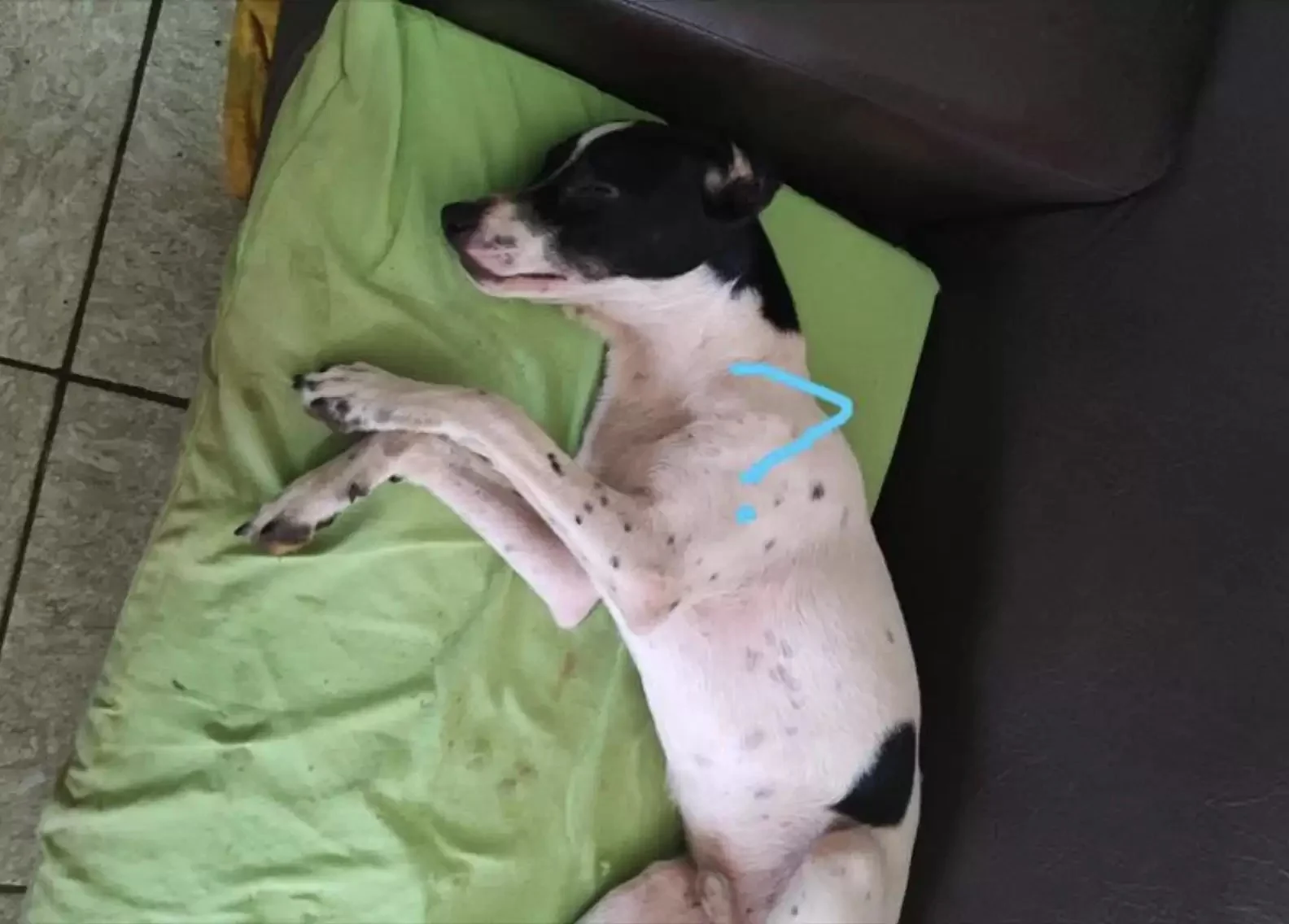 dog lying on green cushion