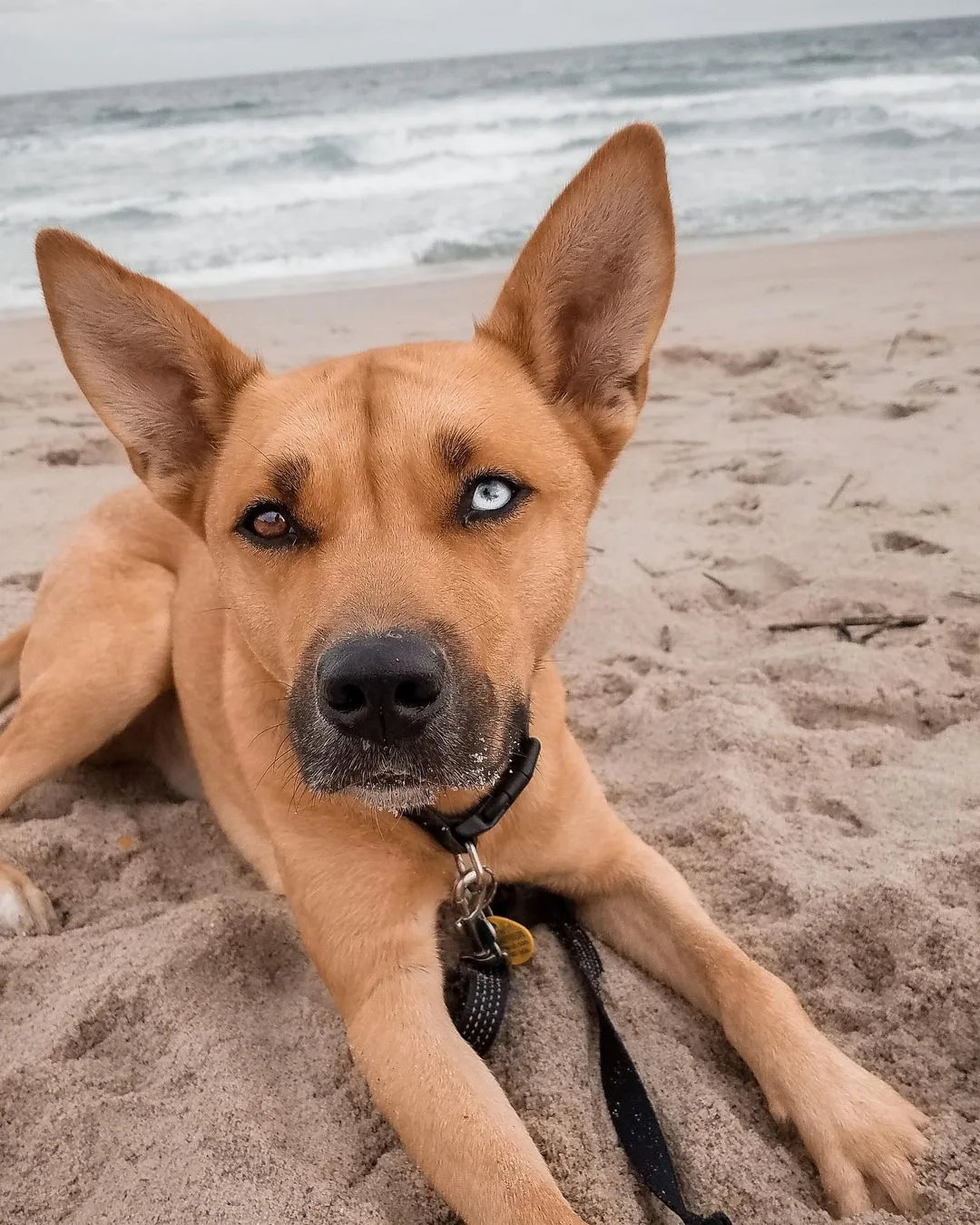 dog lying on sand