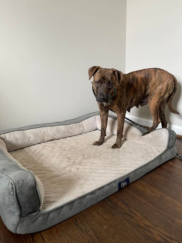 dog on his bed