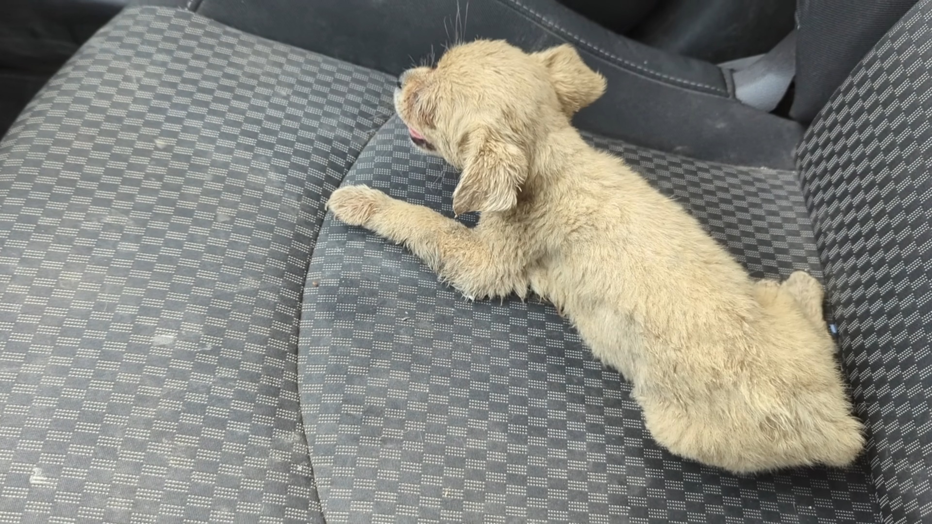 dog on the car seat