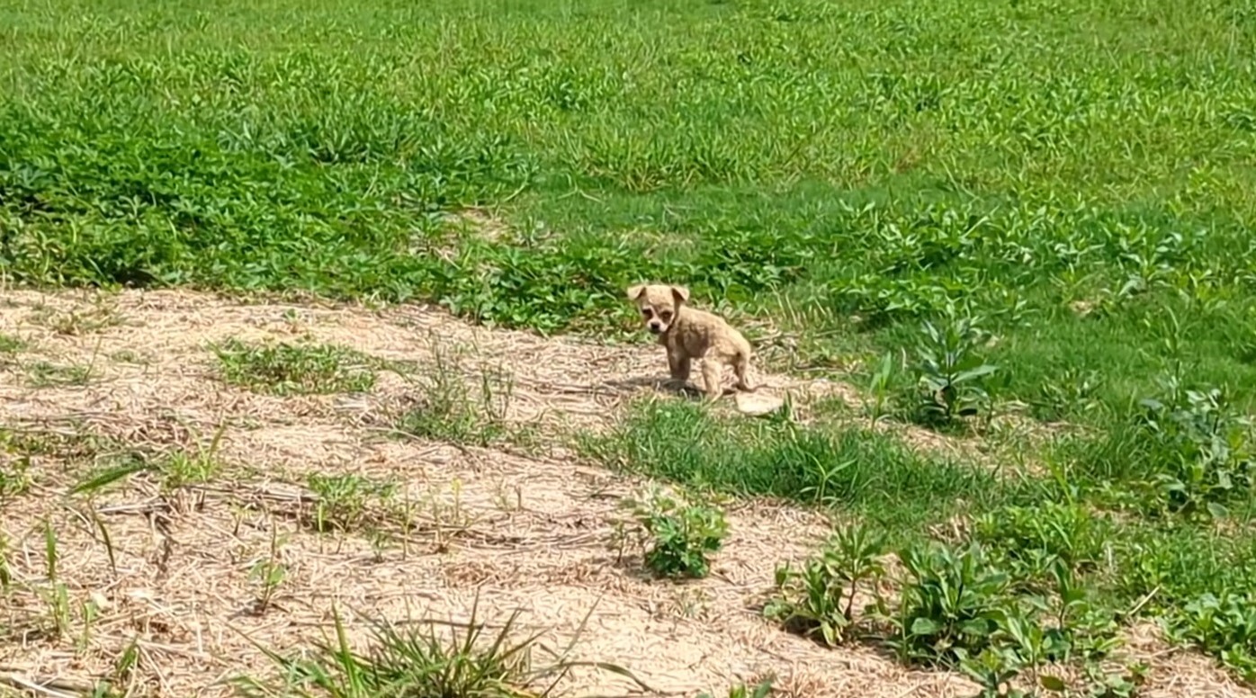 dog on the grass