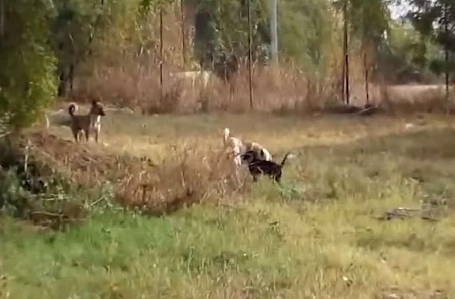dog playing outside with two other dogs
