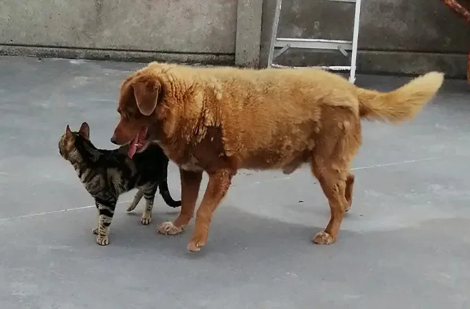 dog playing with a cat