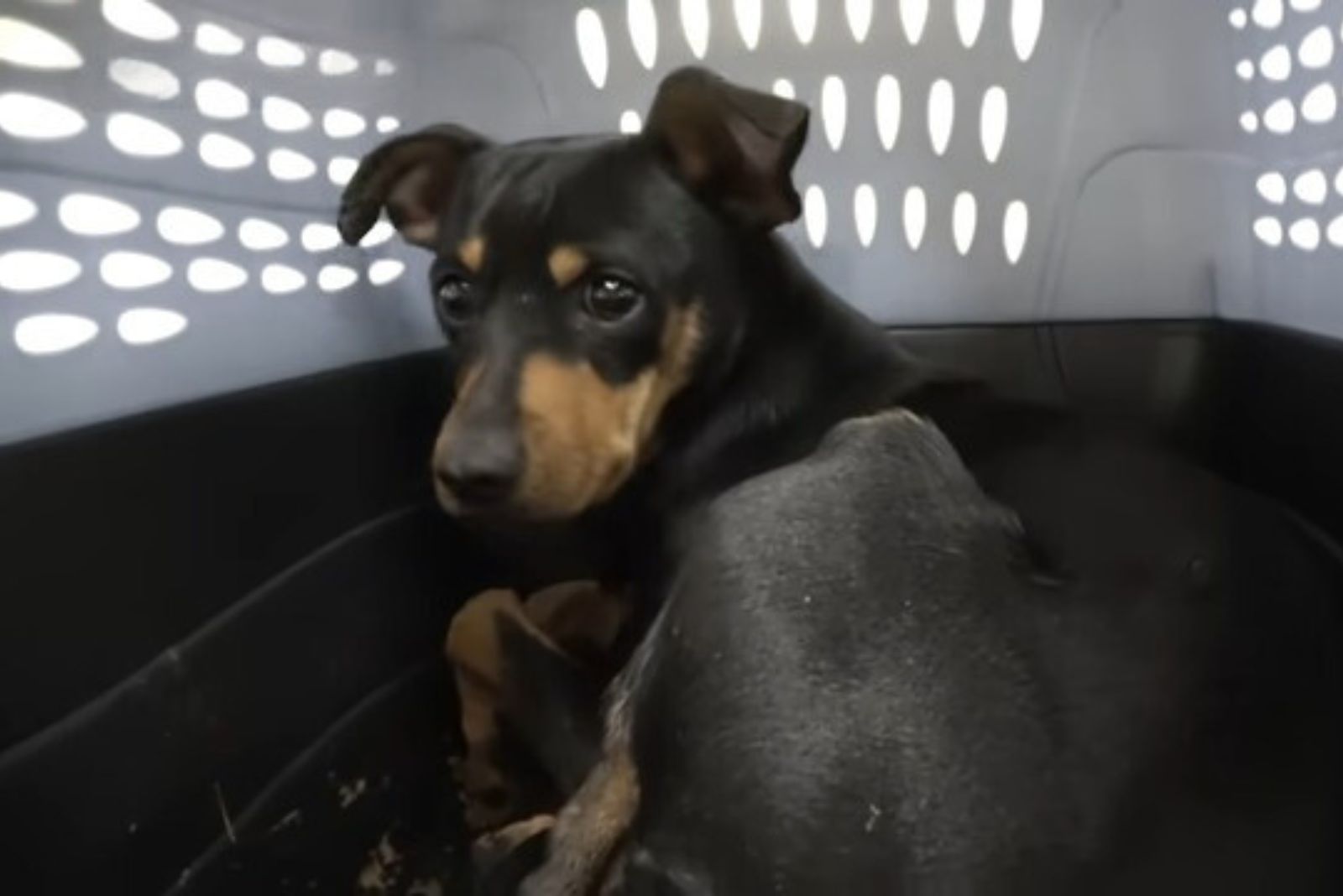 dog sitting in a dog cage