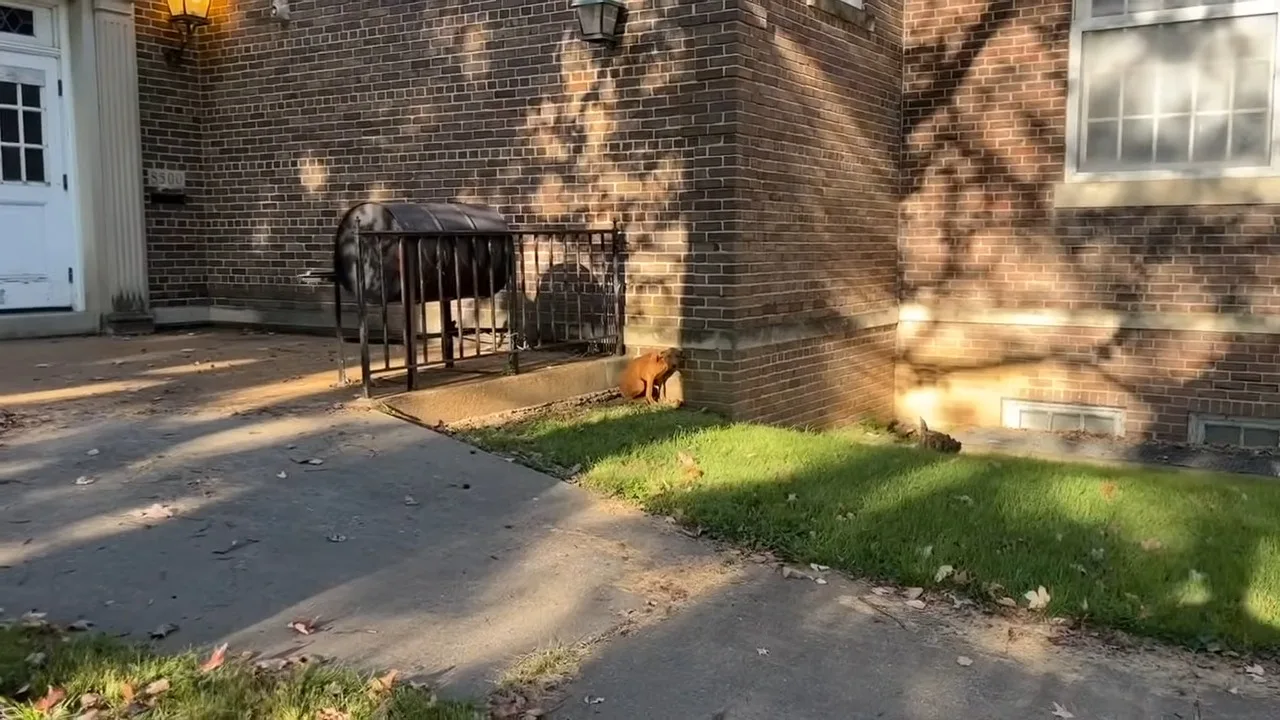 perro sentado frente a la casa de ladrillo